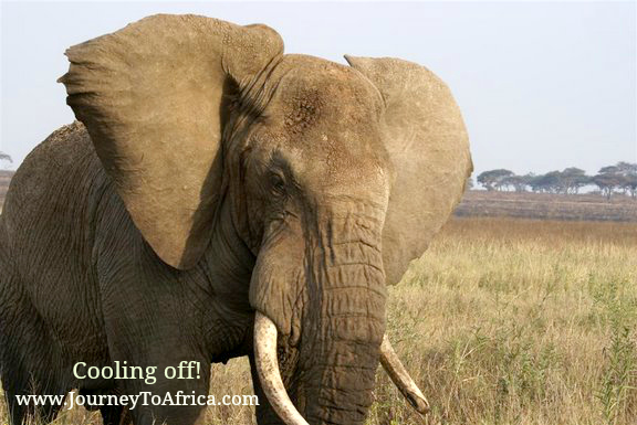 African elephant ears!