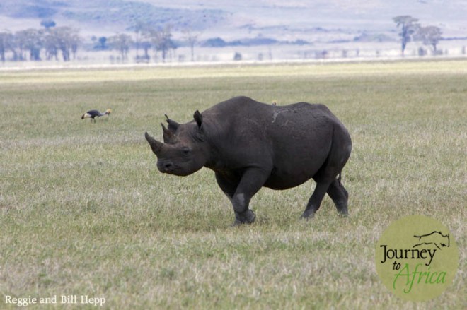 Taken by client Reggie and Bill Hepp in Ngorongoro Crater.
