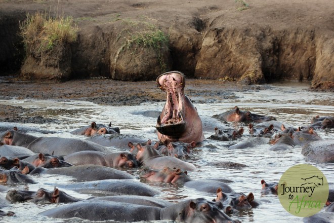 Hippo yawn taken at the hippo pool in Central Serengeti - June 2014