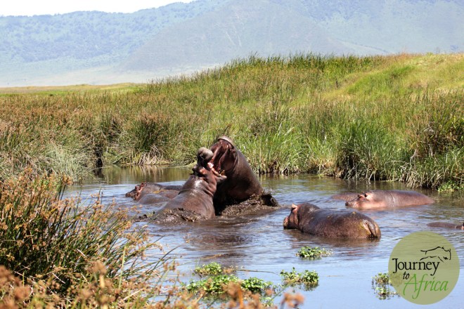 hippo_fighting_2