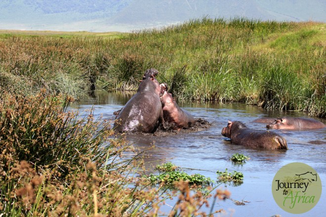 hippo_fighting_3