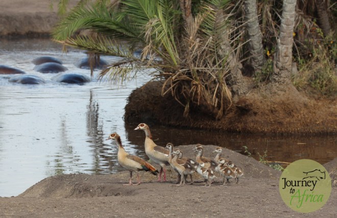 Egyptian Geese at the Hippo Pool in Central Serengeti
