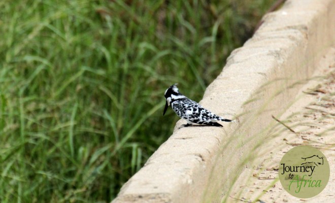 tarangire_kingfisher_bird