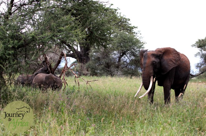 Large tusker mama elephant watching over the two baby elephants. 