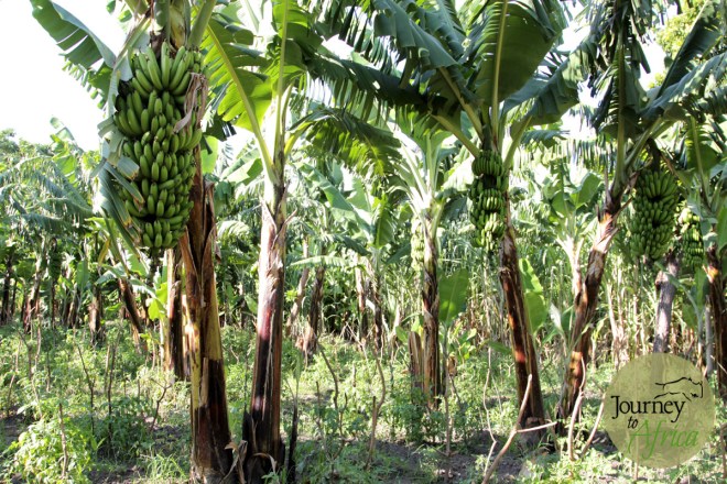 Banana bunch on the tree. 5000 bunchs cultivated everyday. 