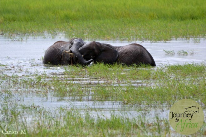 Elephants playing at Silale Swamp near Oliver's Camp in Tarangire National Park