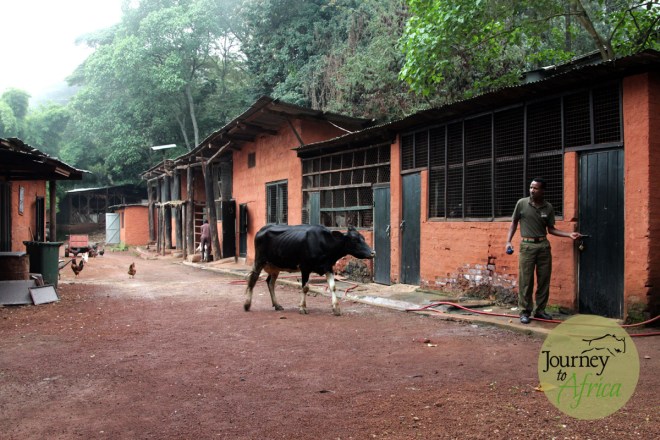 The cow heading to the barn after getting milked. A morning activity to enjoy. 