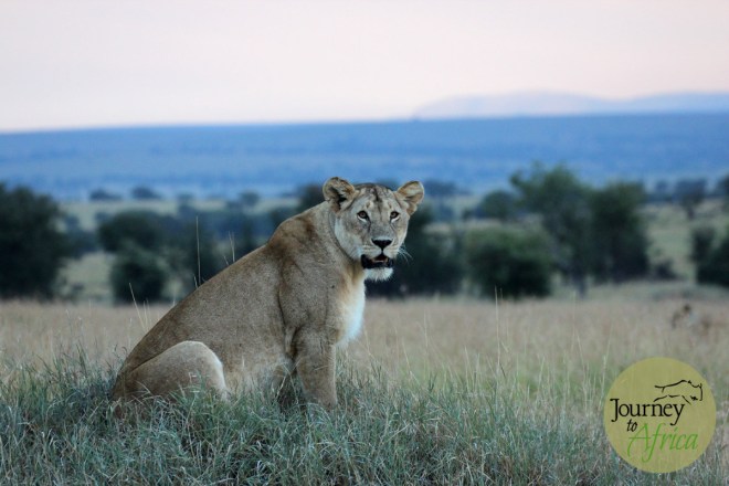 Lion staring right at your in Northern Serengeti. 