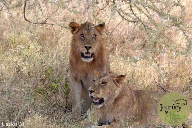 A young lion couple.