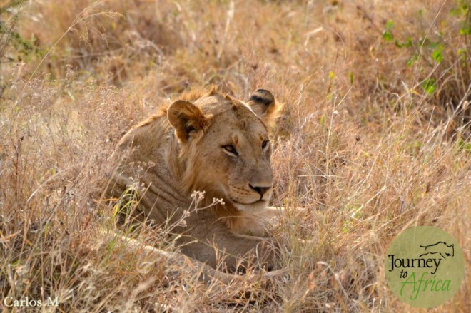 Young male lion.