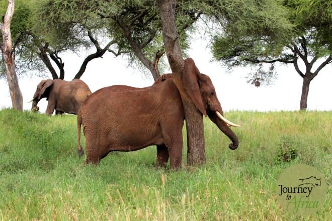 tarangire_scrating_post