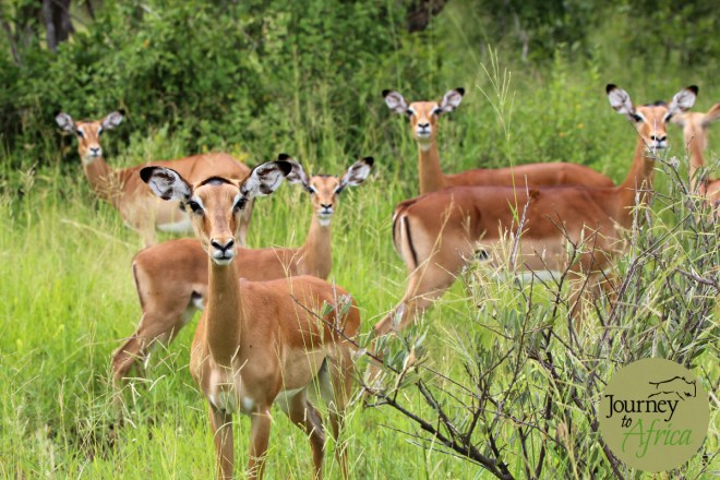 impala_ladies