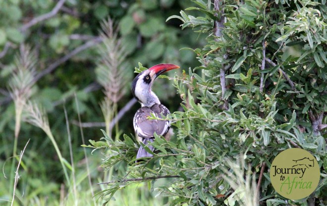 red-Billed_ruaha_hornbill