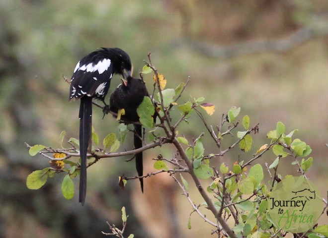 magpie feeding